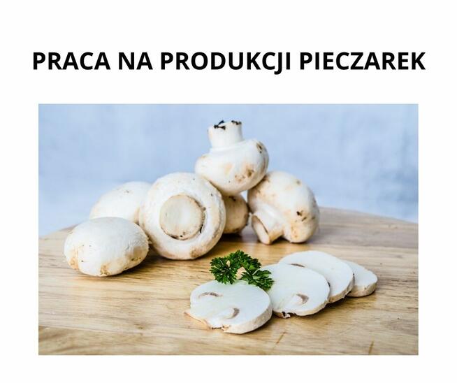 PRACA NA PRODUKCJI PIECZAREK HOLANDIA