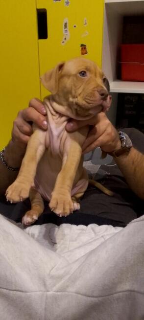 Oddam za darmo szczeniaki pitbulle rednose