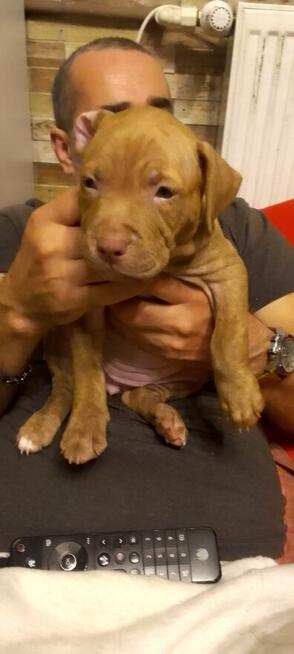Oddam za darmo szczeniaki pitbulle rednose