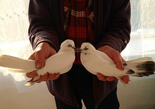 Sprzedam Gołębie Ozdobne Winerki