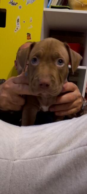 Oddam za darmo szczeniaki pitbulle rednose
