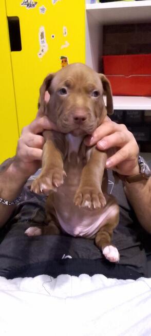 Oddam za darmo szczeniaki pitbulle rednose