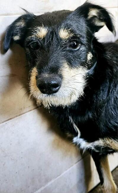 1,5 r.sunieczka w typ.Terierka czeka na pilną adopcję Lwie S