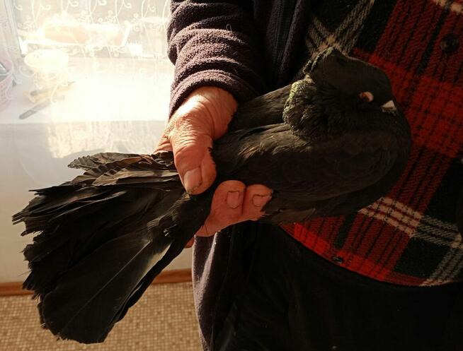 Sprzedam Gołębie Ozdobne Czarne Pawiki