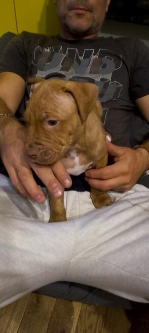 Oddam za darmo szczeniaki pitbulle rednose