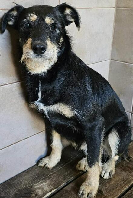 1,5 r.sunieczka w typ.Terierka czeka na pilną adopcję Lwie S