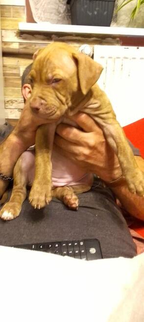 Oddam za darmo szczeniaki pitbulle rednose