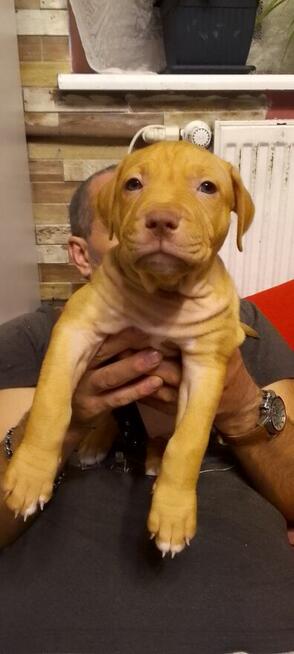 Oddam za darmo szczeniaki pitbulle rednose