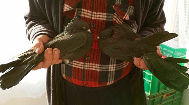 Sprzedam Gołębie Ozdobne Czarne Pawiki