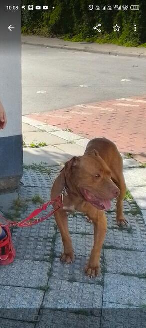 Oddam za darmo szczeniaki pitbulle rednose