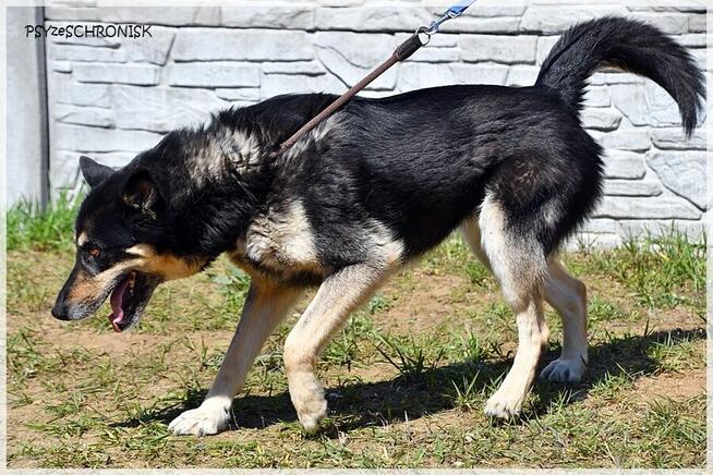 Dona – bystra, energiczna… porzucona sunia szuka rodziny