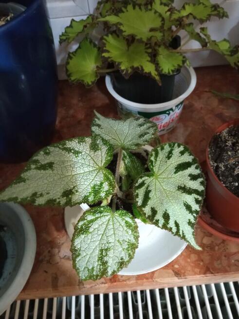 Begonia Silver Jewel-begonia zebra