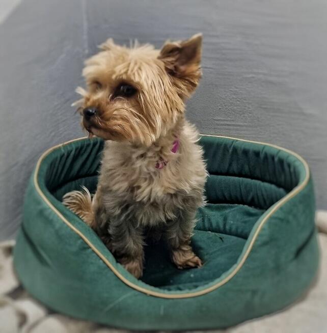 Hotel dla zwierząt Nowy Sącz, Małopolska