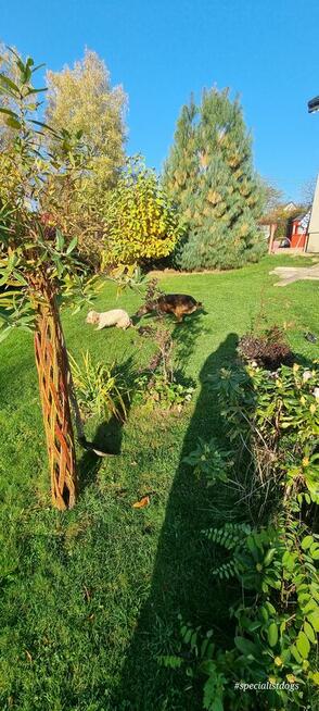 Hotel dla zwierząt Nowy Sącz, Małopolska