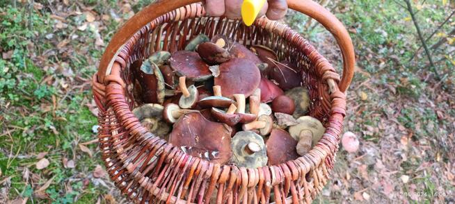 Nocleg w Leśniczówce Bartnia