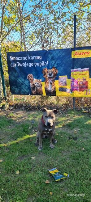 Hotel dla zwierząt Nowy Sącz, Małopolska