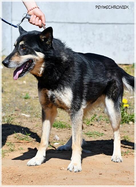 Dona – bystra, energiczna… porzucona sunia szuka rodziny