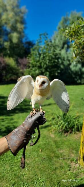 Hotel dla zwierząt Nowy Sącz, Małopolska
