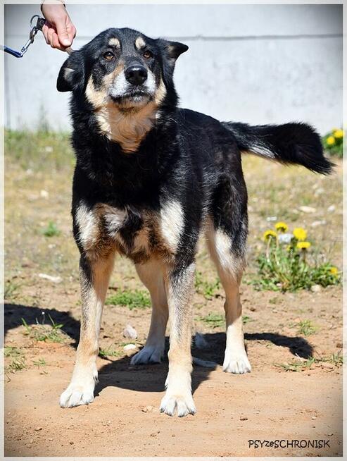 Dona – bystra, energiczna… porzucona sunia szuka rodziny