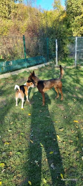 Hotel dla zwierząt Nowy Sącz, Małopolska