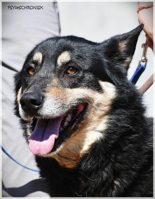 Dona – bystra, energiczna… porzucona sunia szuka rodziny