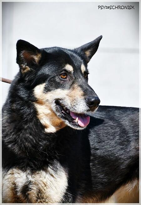 Dona – bystra, energiczna… porzucona sunia szuka rodziny