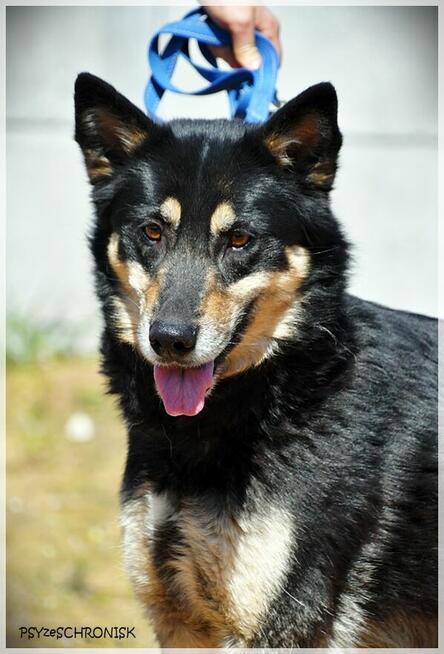 Dona – bystra, energiczna… porzucona sunia szuka rodziny