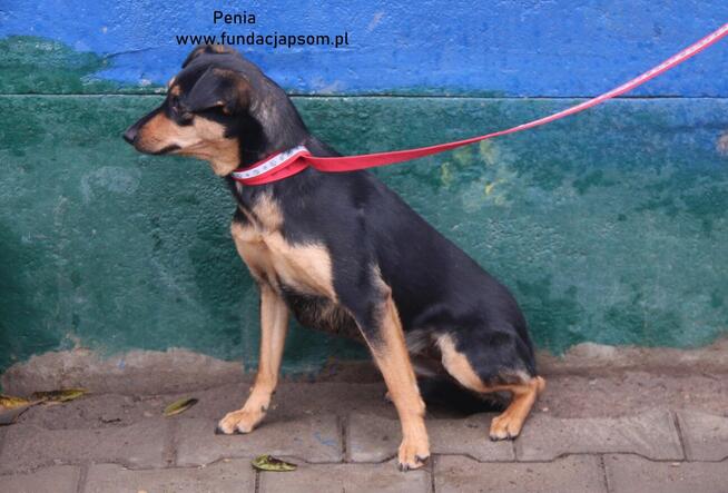 Penia