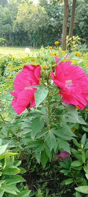 Nocleg w Leśniczówce Bartnia