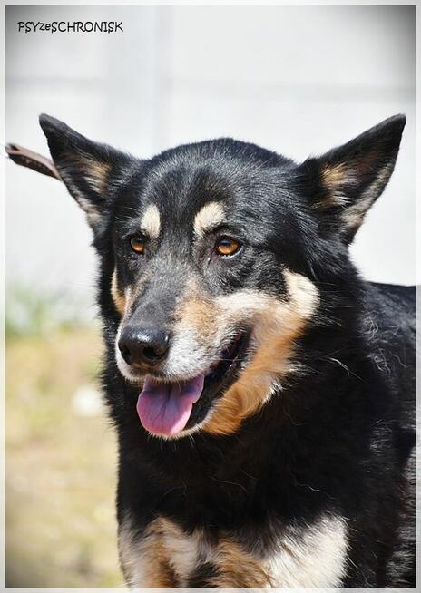 Dona – bystra, energiczna… porzucona sunia szuka rodziny