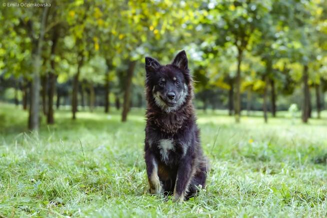 Roma-urocza, delikatna suczka do adopcji