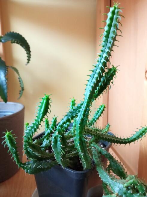 Cylindropuntia subulata- sukulent ten i inne...