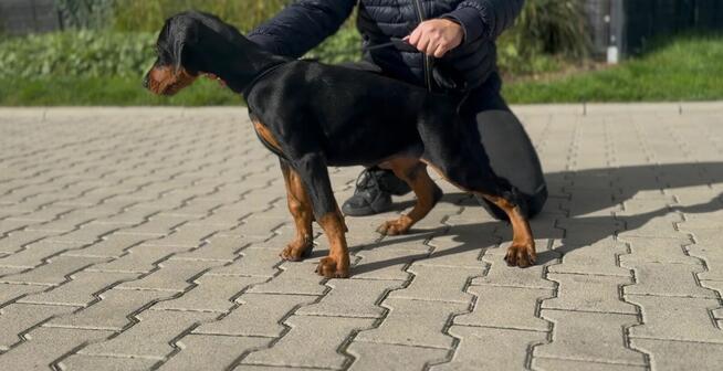 Sunia rasy doberman gotowa do odbioru