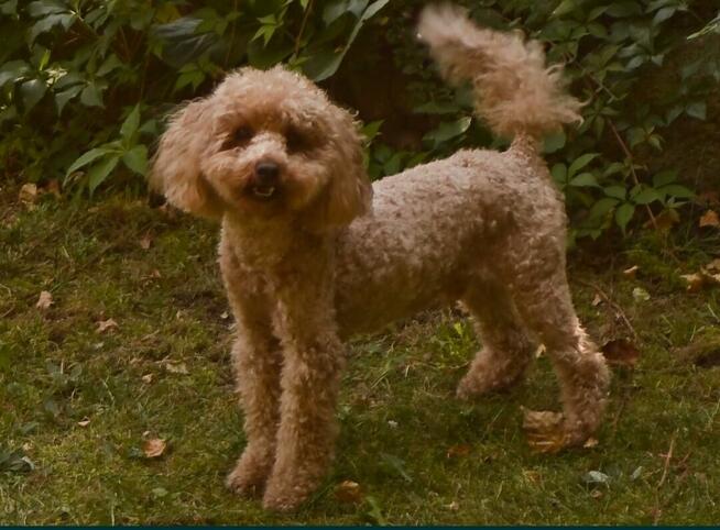 REPRODUKTOR Pudel red Toy/miniatura