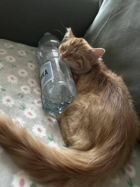 Kocięta syberyjskie rodowodowe