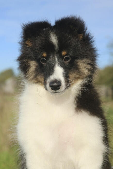 Owczarek szetlandzki suczka tri color sheltie ZKwP/FCI