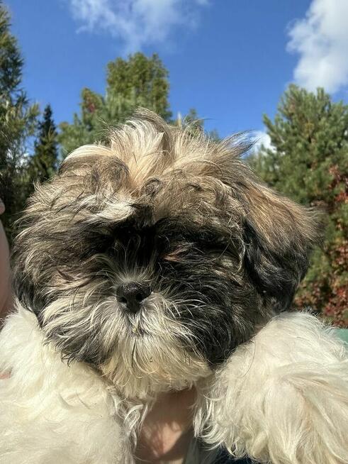 Shih Tzu śliczna suczka