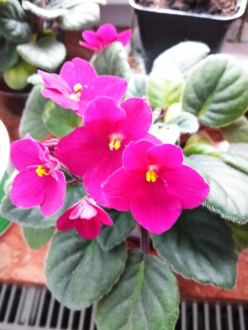 A może żyworódkę lub...