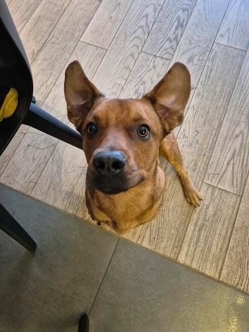 Uśmiechnięty młodziak oddany do schroniska sztuka PILNIE dom