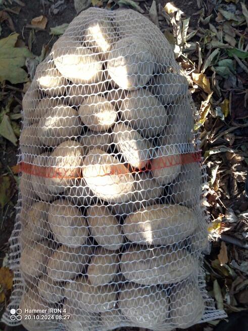 Sprzedam ziemniaki irga i Katania