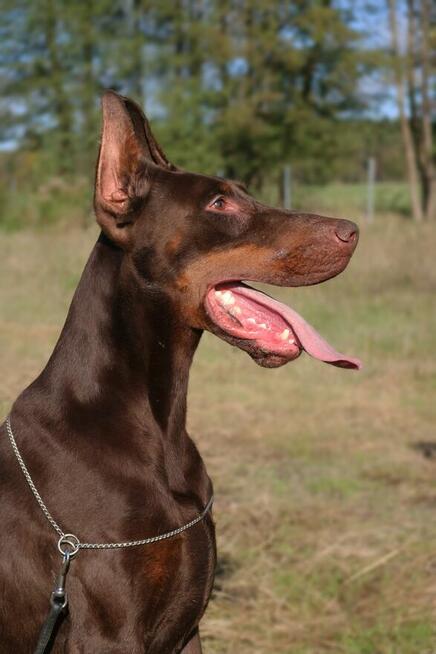 Doberman szczenięta z wyjątkowego skojarzenia ZKwP/FCI