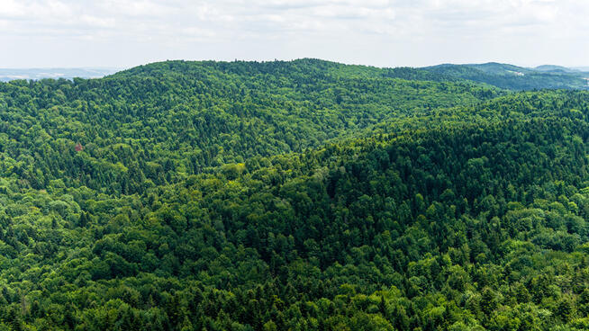DZIAŁKA LEŚNA- 77 arów