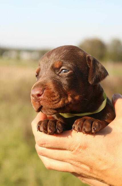 Doberman szczenięta z wyjątkowego skojarzenia ZKwP/FCI