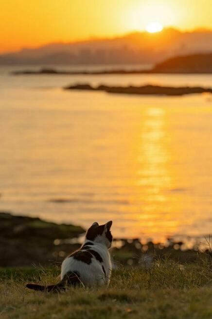 Jasnowidz Jeremi Jankowski, Wróżka, Medium, Tarot