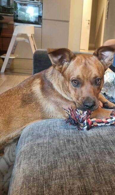 Uśmiechnięty młodziak oddany do schroniska sztuka PILNIE dom