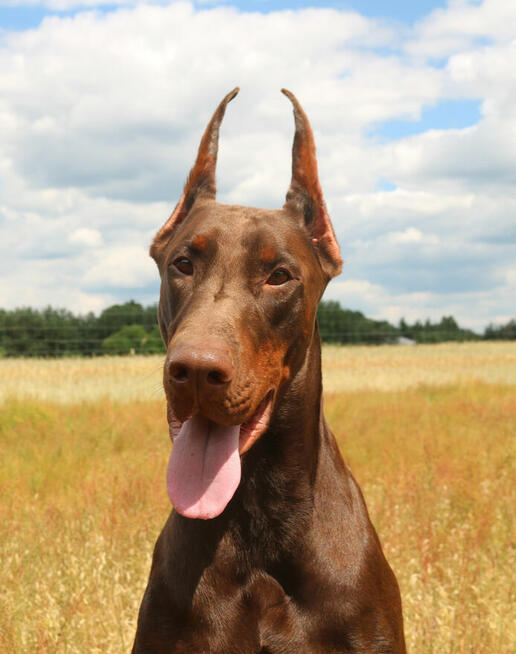 Doberman szczenięta z wyjątkowego skojarzenia ZKwP/FCI