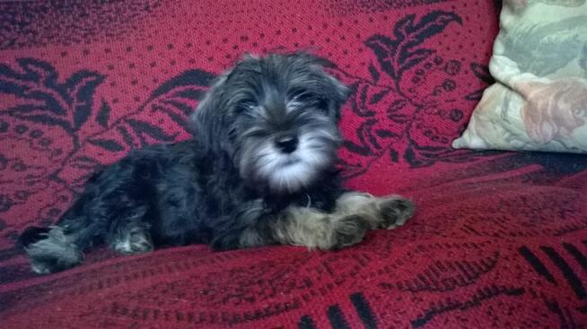 sznaucer miniaturowy, sznaucer miniatura