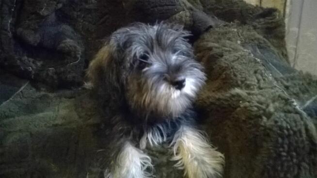 sznaucer miniaturowy, sznaucer miniatura