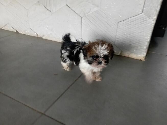 Shih tzu