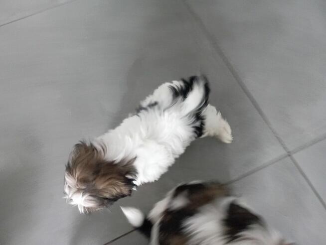 Shih tzu